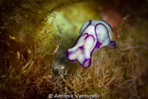 Lamprohaminoea ovalis, a very small mollusc ( not a nudib... by Antonio Venturelli 